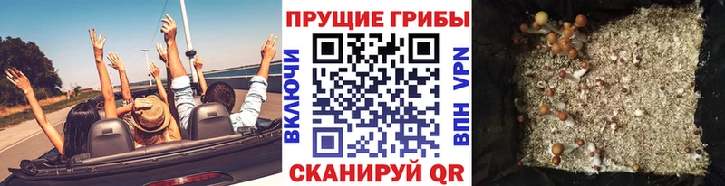 Галлюциногенные грибы GOLDEN TEACHER  где купить   ОМГ ОМГ tor  Шацк 